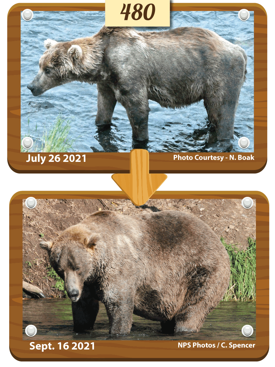 480 Otis, who is believed to be around 25 years old, emerged from hibernation looking very thin and facing health problems. But he deftly navigated both inter-bear relationships and a salmon-rich river to put on much-needed weight.