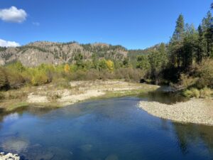 Salmon are building nests, or redds, on the Sanpoil River. The Confederated Tribes of the Colville Reservation trucked the salmon around Grand Coulee and Chief Joseph dams so that they could spawn in this blocked habitat.