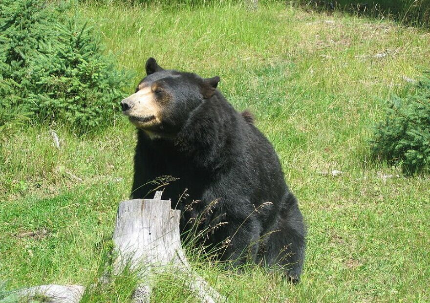 Conservation groups would like to stop Washington's spring 2022 black bear hunt.