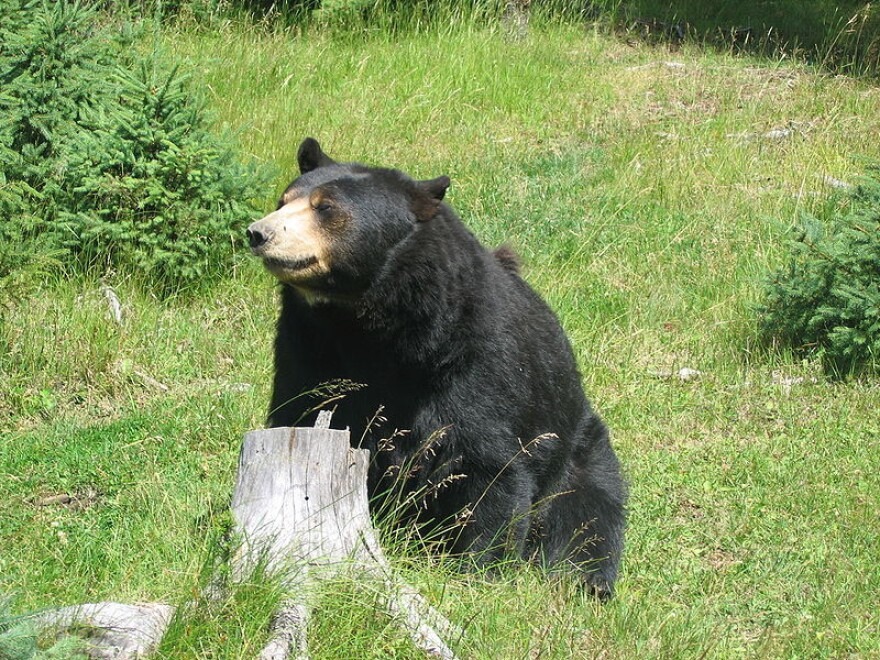 Conservation groups would like to stop Washington's spring 2022 black bear hunt.