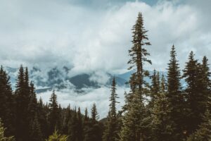 A green pine forest