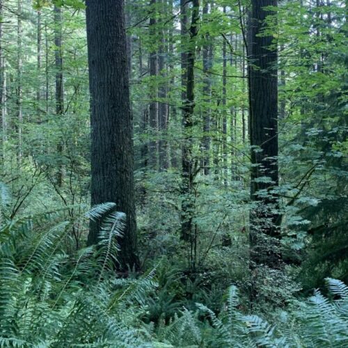 Many federal old-growth forests were protected in the 1994 Northwest Forest Plan. (Credit: Paula Swedeen / Conservation Northwest)