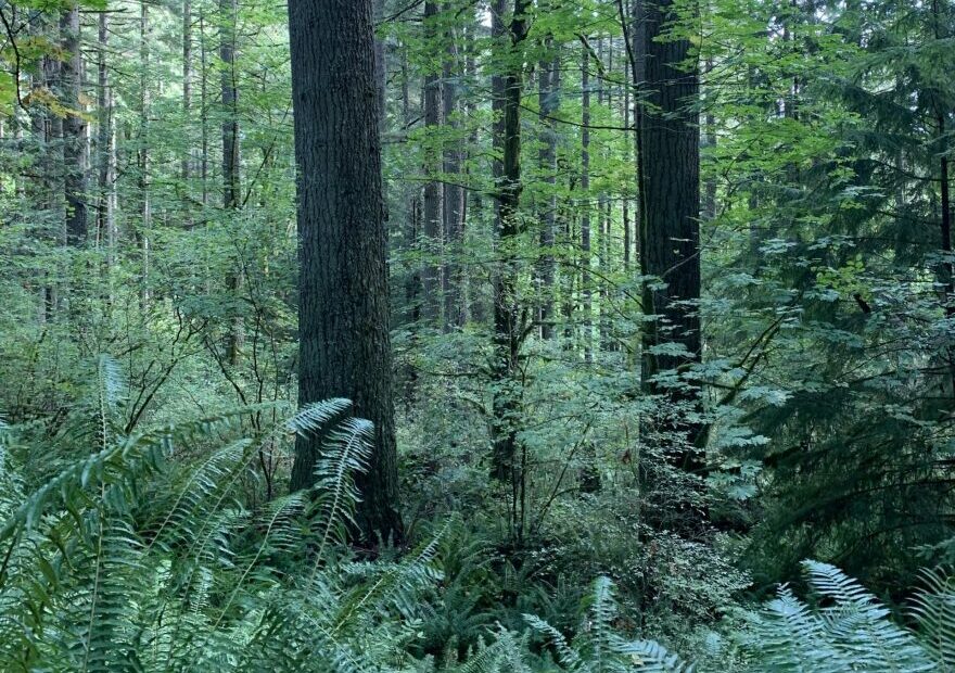 Many federal old-growth forests were protected in the 1994 Northwest Forest Plan. (Credit: Paula Swedeen / Conservation Northwest)