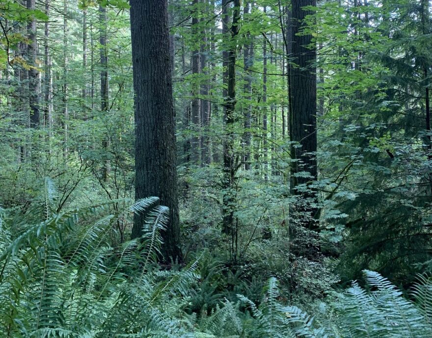 At a Washington State Supreme Court hearing, a coalition of conservation groups argued state trust lands, including timberlands, should benefit all Washington residents.