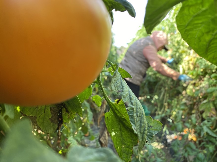 Maria de Luz Freire, 55, of Pasco, picks the last few heirloom tomatoes in a jungle of vines just outside of Eltopia, Washington. Tomatoes on this farm didn’t flower, or dropped their blooms for about a month after this summer’s major heat event.