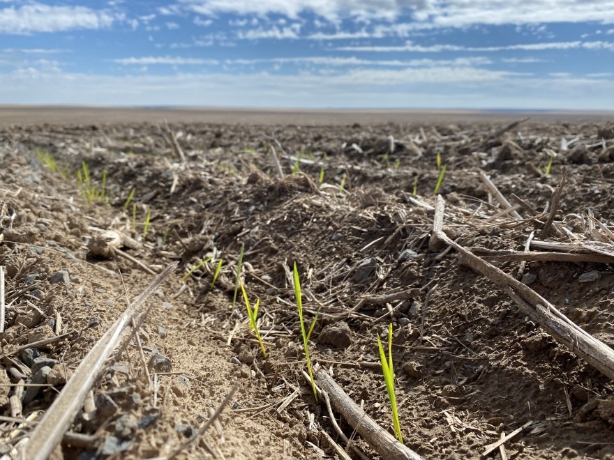 Some Northwest farmers have “dusted in” their winter wheat seed already, while others have waited as long as they could for more moisture. Usually they’d use drills to plant the seeds up to 6 inches deep.