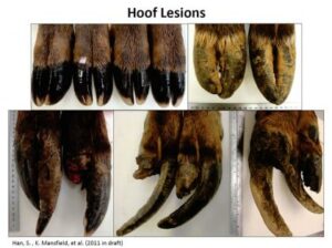 Pictures of various diseased elk hooves
