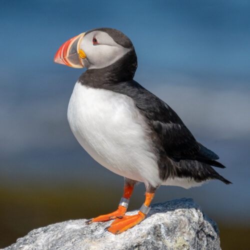 A puffin on Eastern Egg Rock.