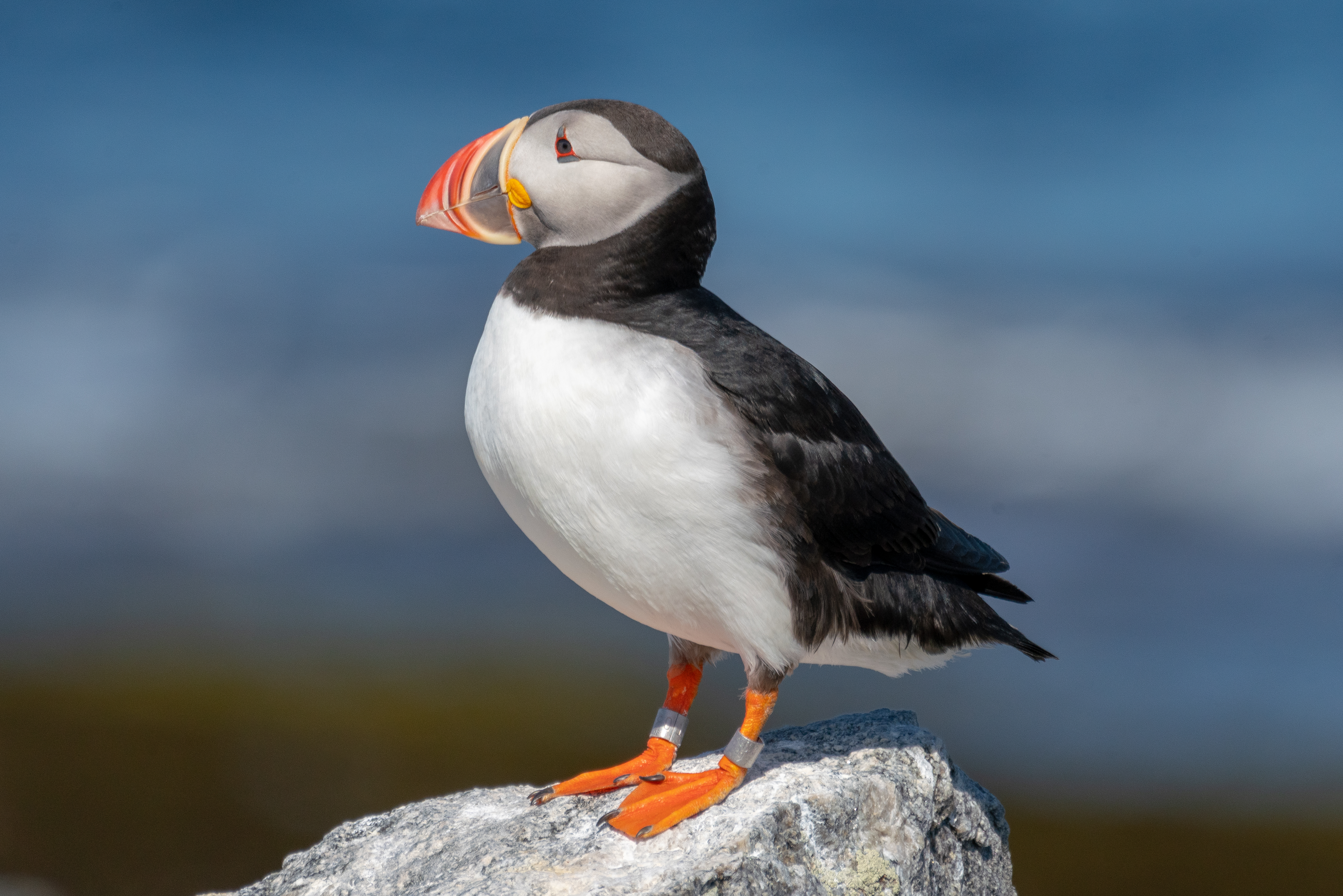 A puffin on Eastern Egg Rock.