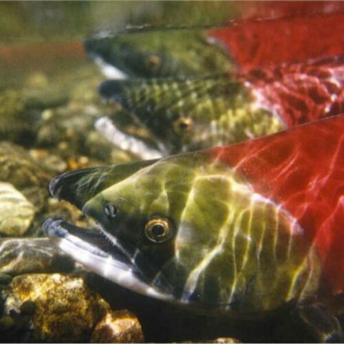 Environmental groups plan to pause their 20-year legal battle to protect salmon.