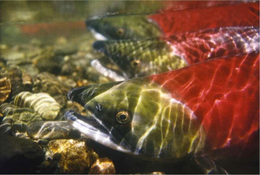 Environmental groups plan to pause their 20-year legal battle to protect salmon.