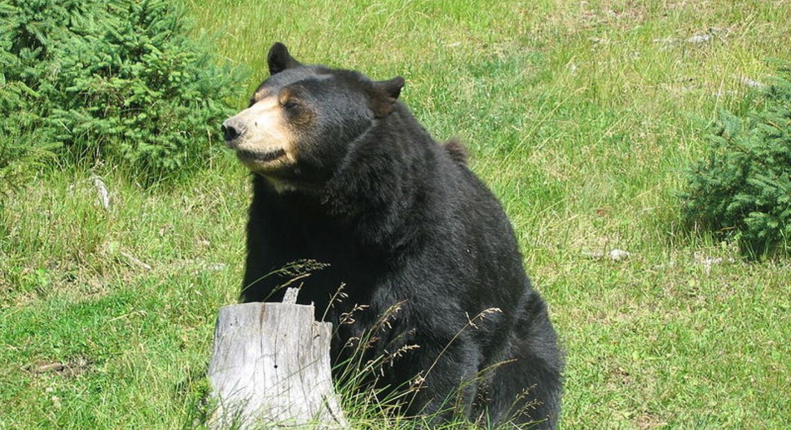 The Washington Fish and Wildlife Commission suspended the 2022 spring bear hunt season after a split vote to authorize the controversial hunt.