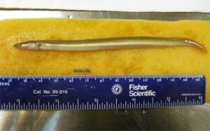 A young American eel next to an acoustic tag. Researchers can inject small tags into Pacific lamprey and American eels, which are dwindling in the eastern U.S.