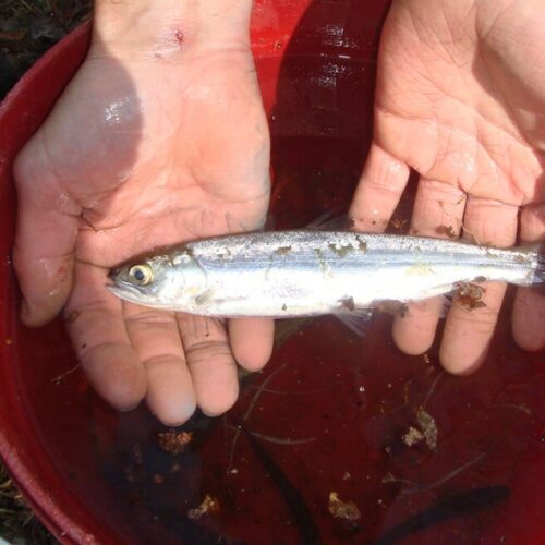 New, tiny batteries, designed at Pacific Northwest National Laboratory, will allow researchers to better study young sockeye salmon above Grand Coulee Dam, part of reintroduction efforts for salmon in the Upper Columbia River.