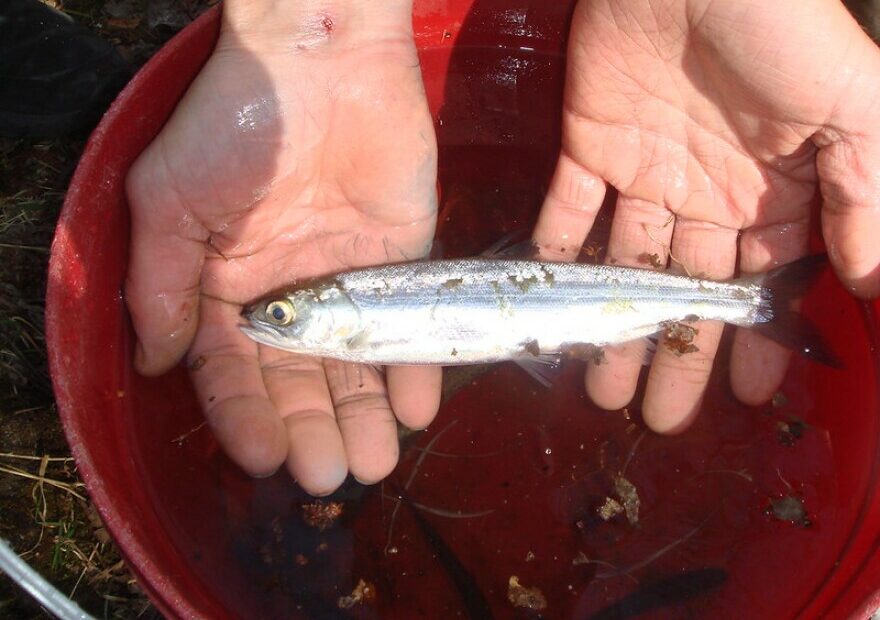 New, tiny batteries, designed at Pacific Northwest National Laboratory, will allow researchers to better study young sockeye salmon above Grand Coulee Dam, part of reintroduction efforts for salmon in the Upper Columbia River.