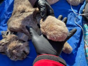 A biologist shows off a Canada lynx paw. Once the team traps a lynx, it’s anesthetized and fitted with a GPS collar.