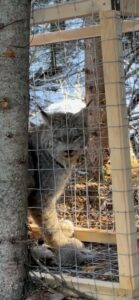 A lynx just after it's been trapped in Canada.