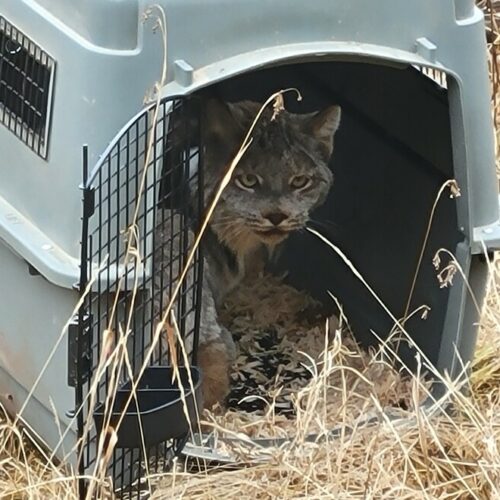 A Canada lynx is released into Washington's Kettle River Range. The Colville Tribes are relocating lynx from Canada, with a goal of transporting 10 lynx per year.