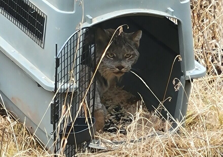 A Canada lynx is released into Washington's Kettle River Range. The Colville Tribes are relocating lynx from Canada, with a goal of transporting 10 lynx per year.