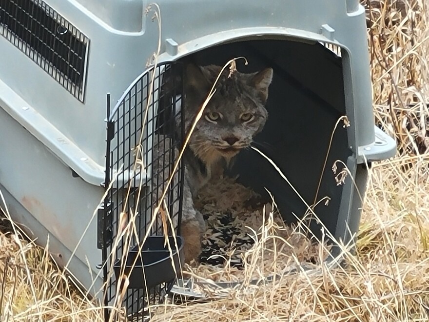 A Canada lynx is released into Washington's Kettle River Range. The Colville Tribes are relocating lynx from Canada, with a goal of transporting 10 lynx per year.