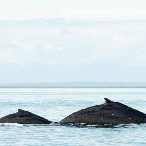 Salish Sea whale watchers were treated in May 2021 to humpback whale mother Slate surfacing with her young son Malachite.