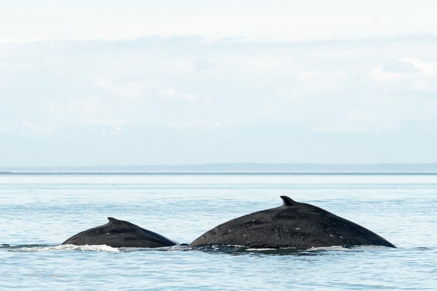 Salish Sea whale watchers were treated in May 2021 to humpback whale mother Slate surfacing with her young son Malachite.