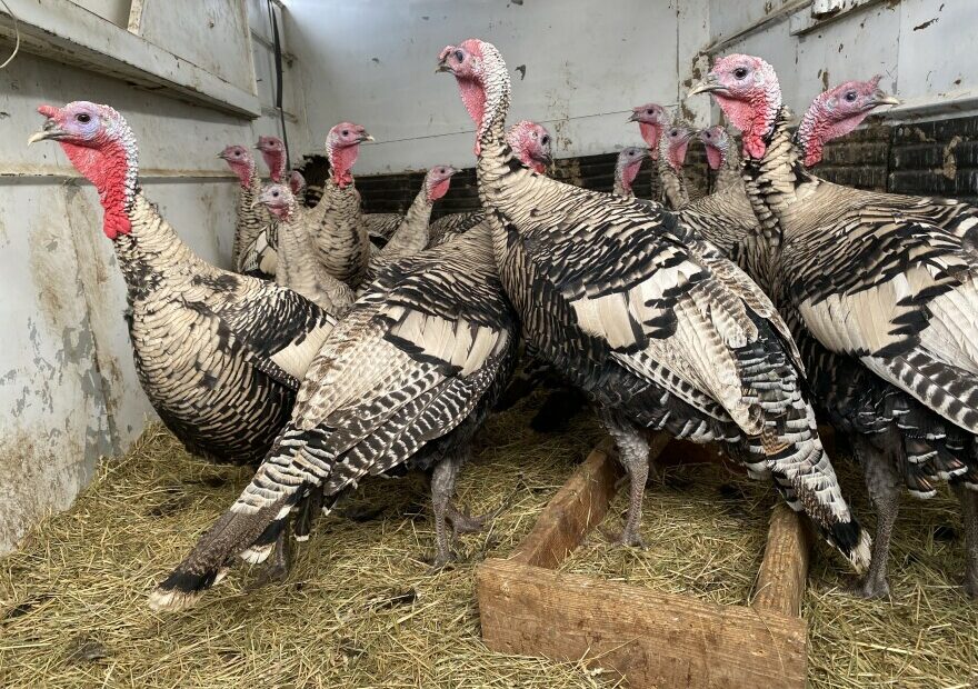 Heirloom turkeys huddle in a rusty stock trailer awaiting the abattoir at Windy N Ranch outside of Ellensburg.