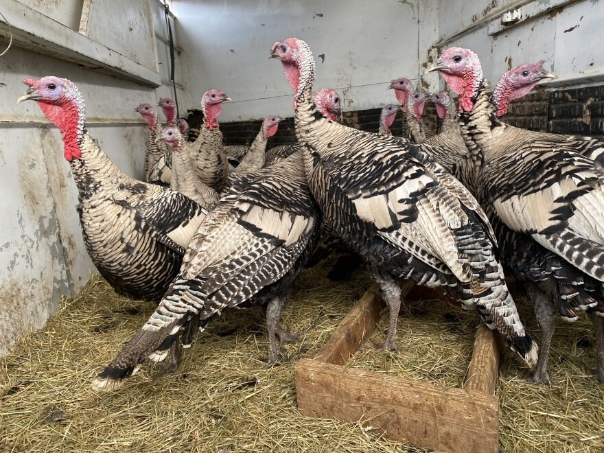 Heirloom turkeys huddle in a rusty stock trailer awaiting the abattoir at Windy N Ranch outside of Ellensburg.