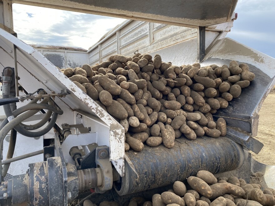 Big potatoes like these are going to cost more this year. The summer’s heat event cut the size of many spuds.