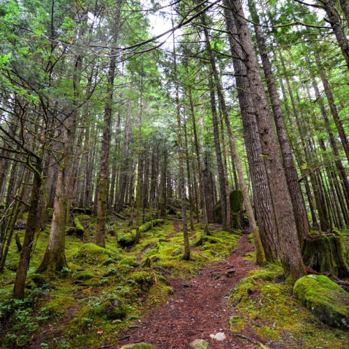 Forested area in Washington. CREDIT: Connor Henricksen