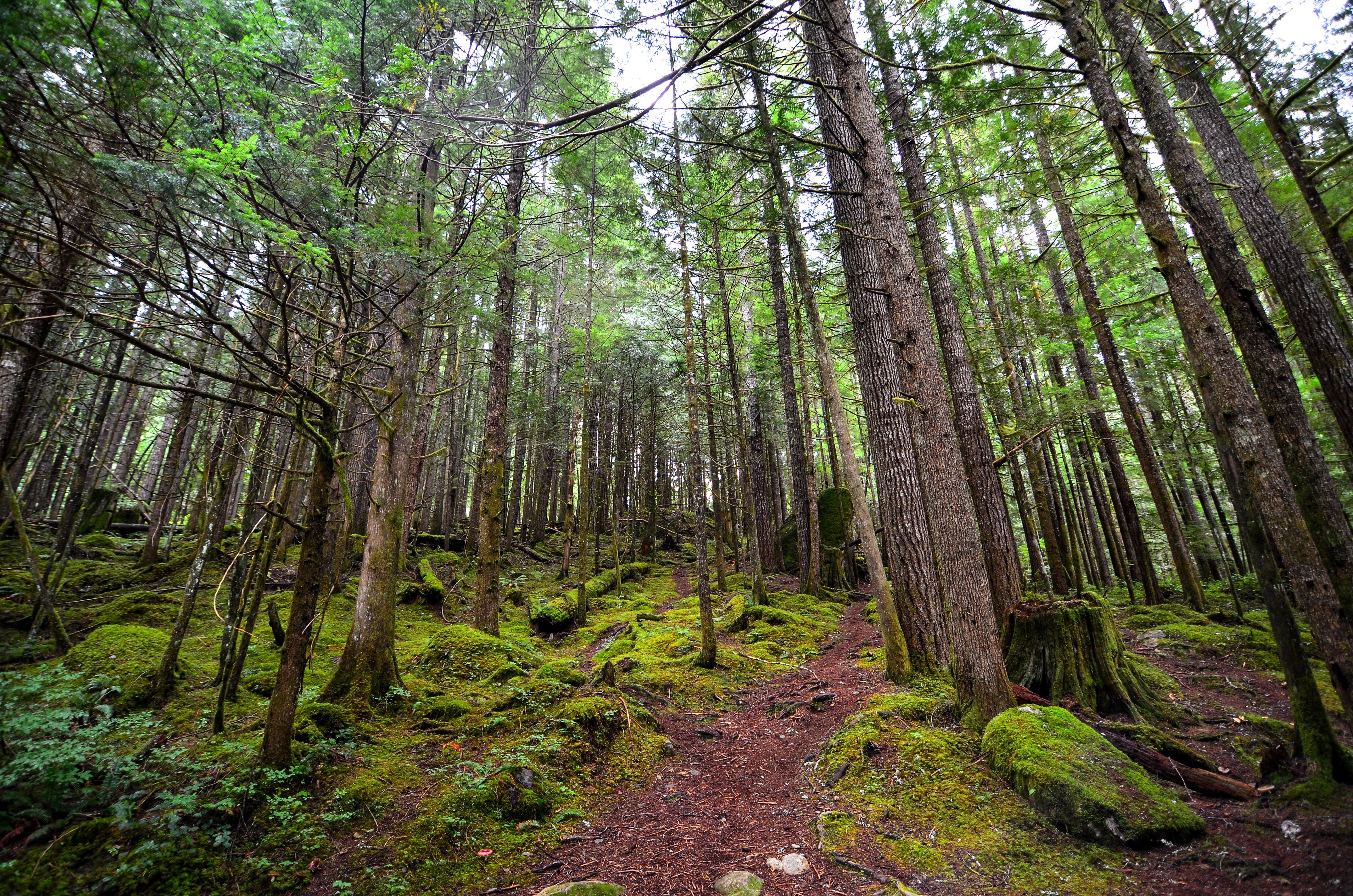 Forested area in Washington. CREDIT: Connor Henricksen