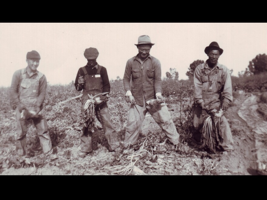 Lon Inaba’s father Ken, his brother Kay, Sheane, and Lon Inaba’s grandfather Shukichi topping sugar beets in south-eastern Idaho after they were recruited to leave the internment camps and work on neighboring farms to bring the harvest in.