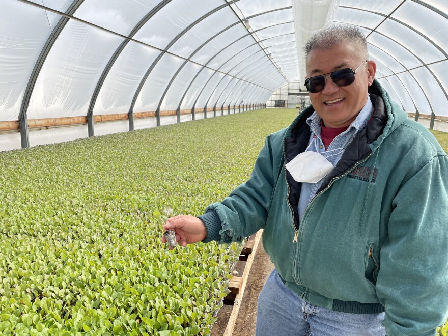 Lon Inaba in his family farm’s greenhouse full of cabbage seedlings.