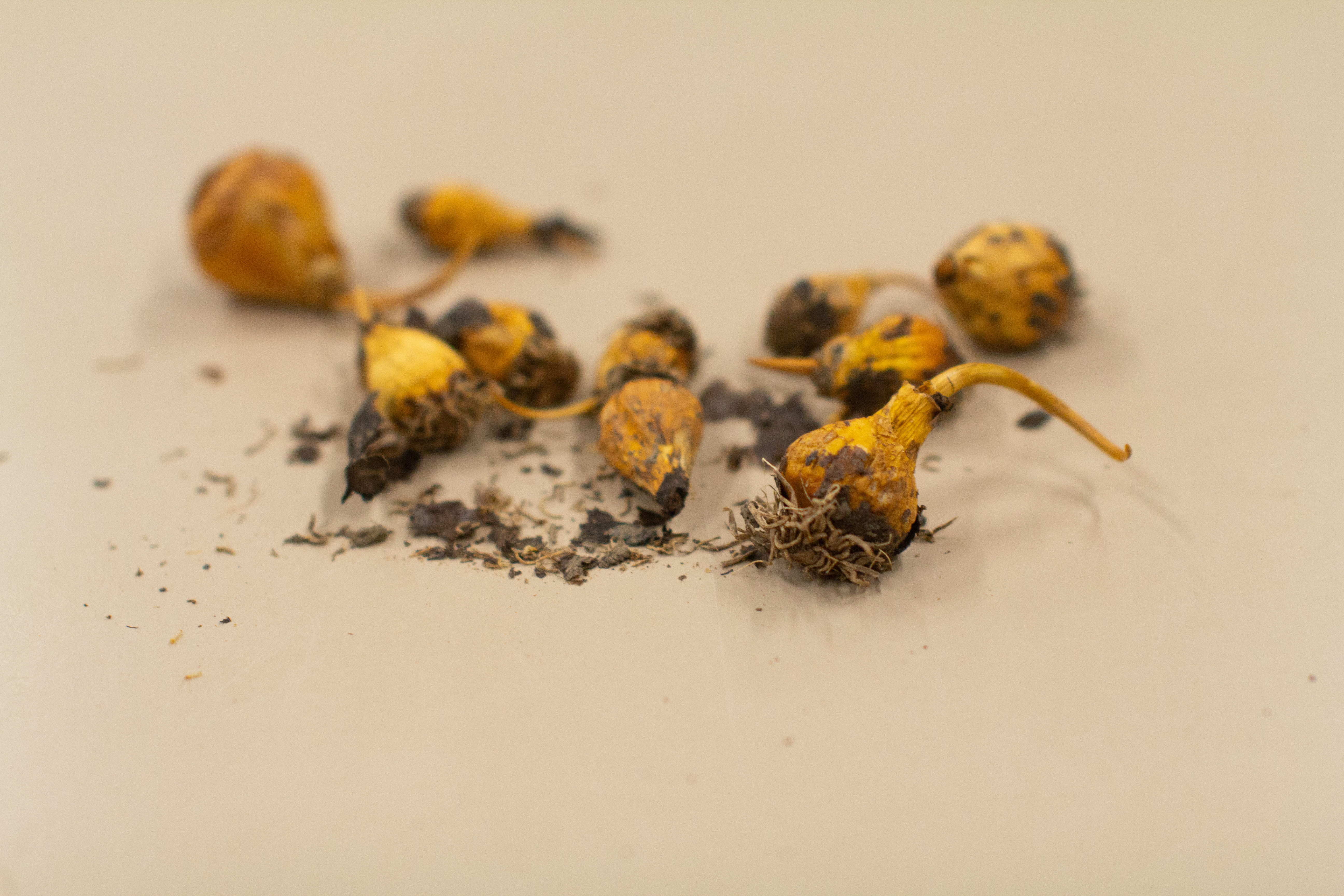 A collection of camas bulbs are laid out on a table in Molly Carney’s lab at WSU. Other samples of camas were pulled from an earthen oven.