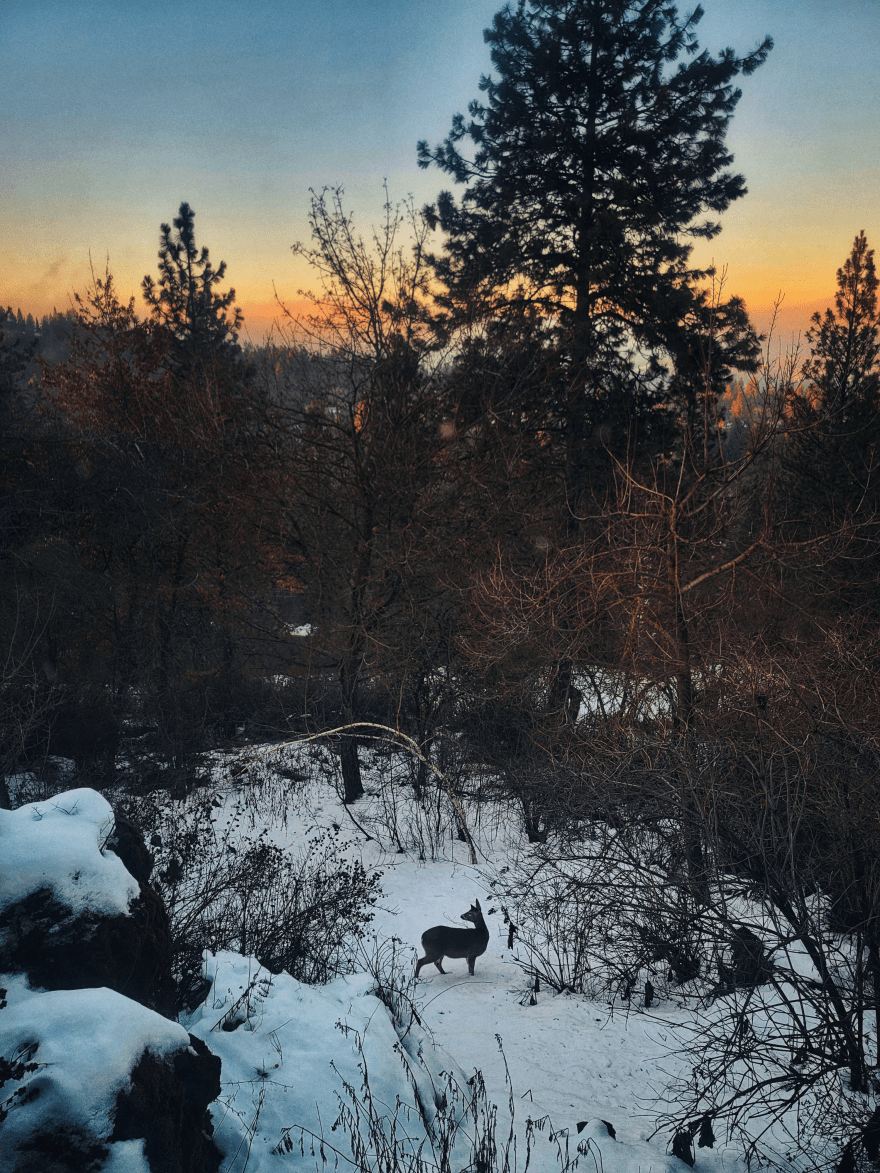 Photo of Deer for Elk Feature