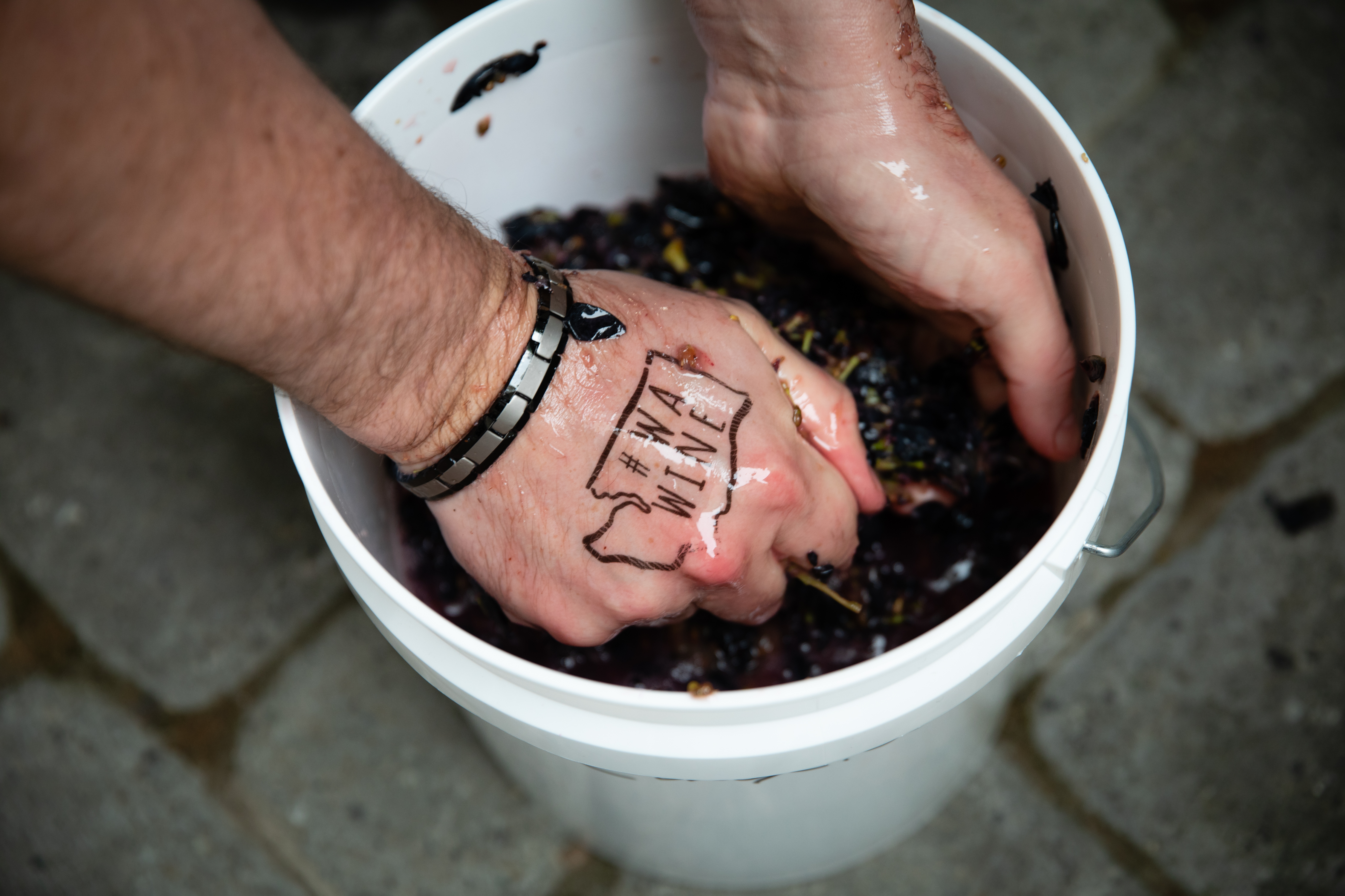 Two hands in a white bucket squeezing grapes.