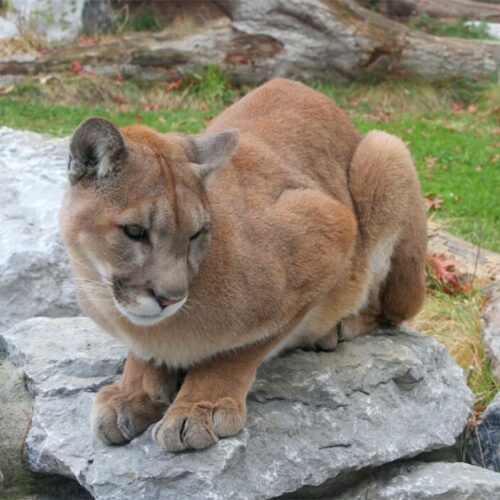 A new bill aims to stop a controversial cougar hunting posse in one Washington county.