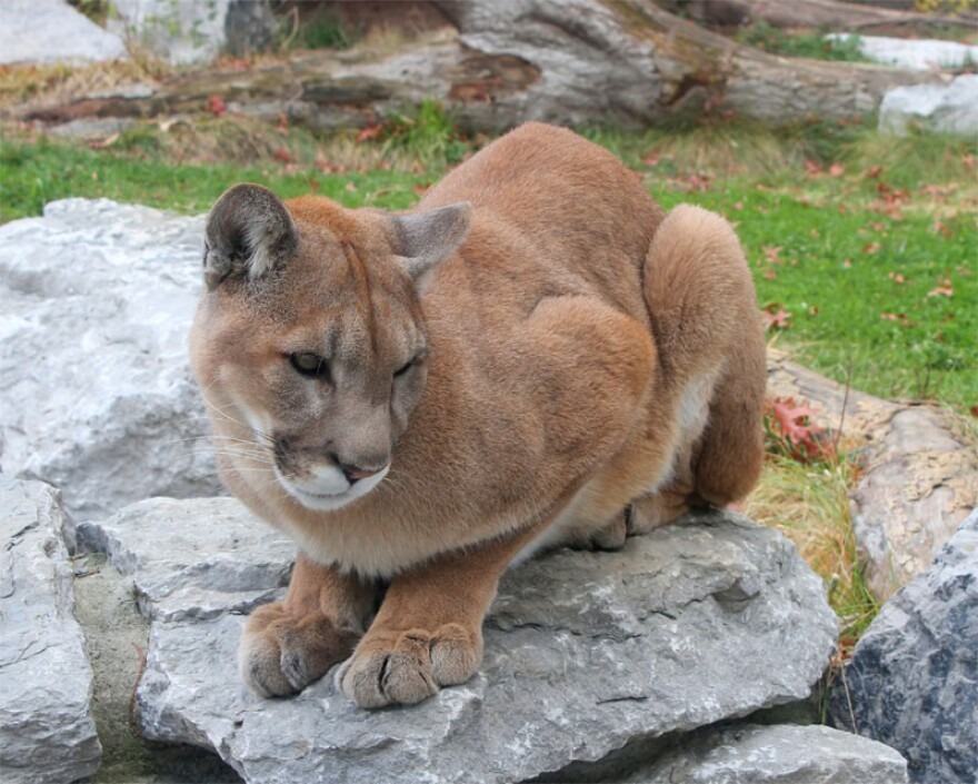 A new bill aims to stop a controversial cougar hunting posse in one Washington county.