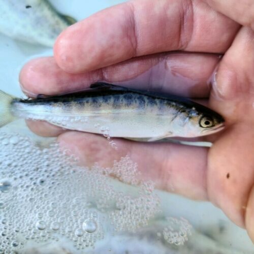 A small fish is held in the palm of a hand.
