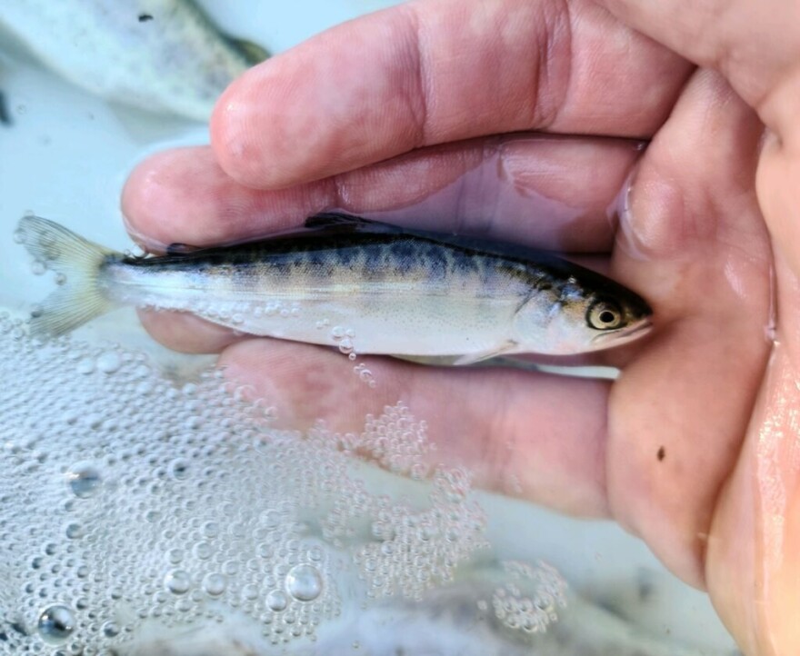 A small fish is held in the palm of a hand.