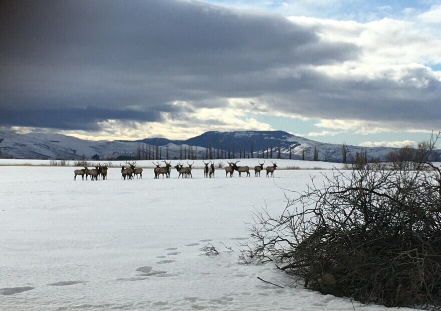 Image for story of Elk