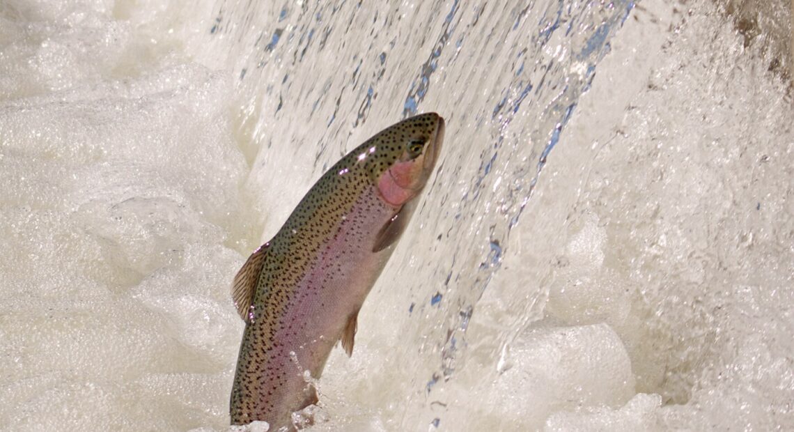 The U.S. Army Corps of Engineers is investigating numerous steelhead deaths on the North Fork of the Clearwater River in Idaho. Pictured here, an adult steelhead jumps in a holding pond at the Coleman National Fish Hatchery.