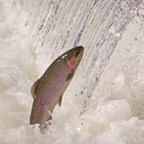 The U.S. Army Corps of Engineers is investigating numerous steelhead deaths on the North Fork of the Clearwater River in Idaho. Pictured here, an adult steelhead jumps in a holding pond at the Coleman National Fish Hatchery.