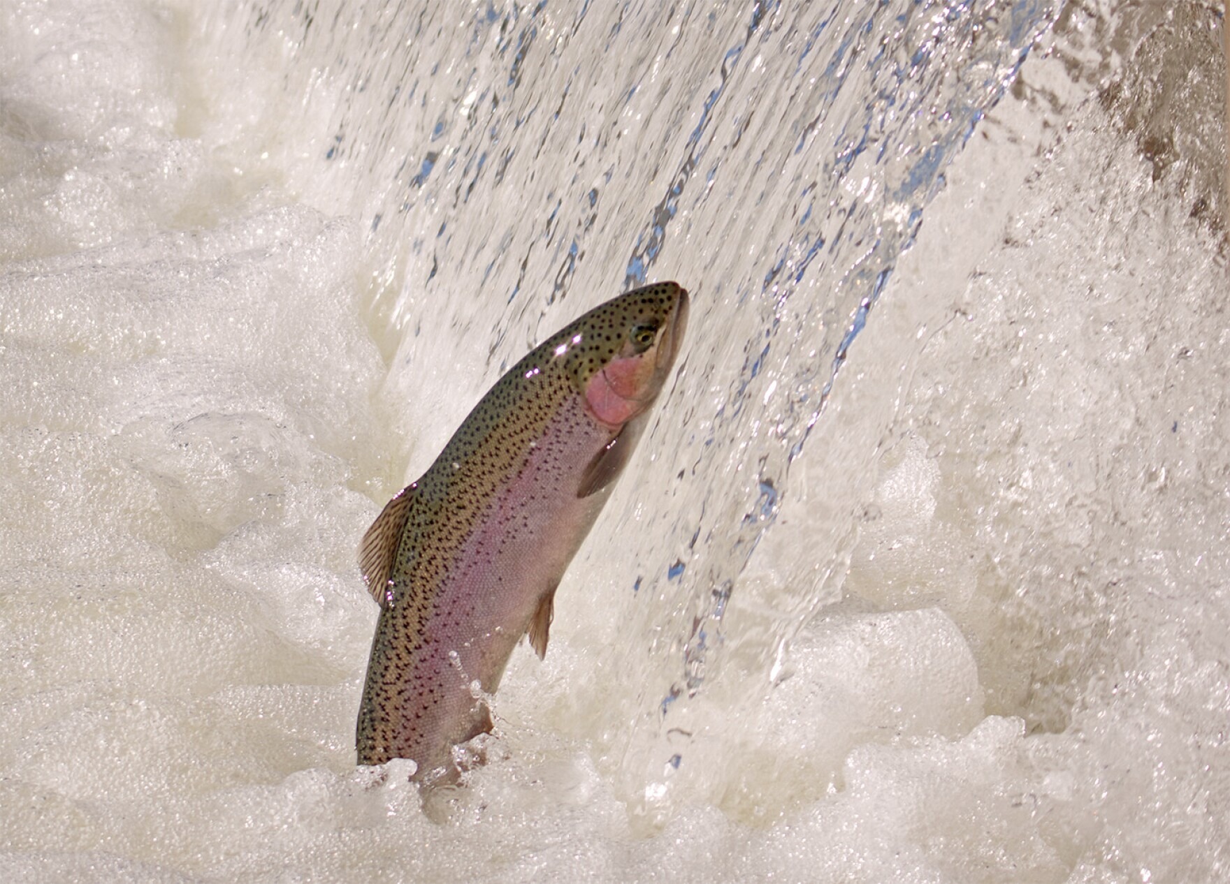 The U.S. Army Corps of Engineers is investigating numerous steelhead deaths on the North Fork of the Clearwater River in Idaho. Pictured here, an adult steelhead jumps in a holding pond at the Coleman National Fish Hatchery.
