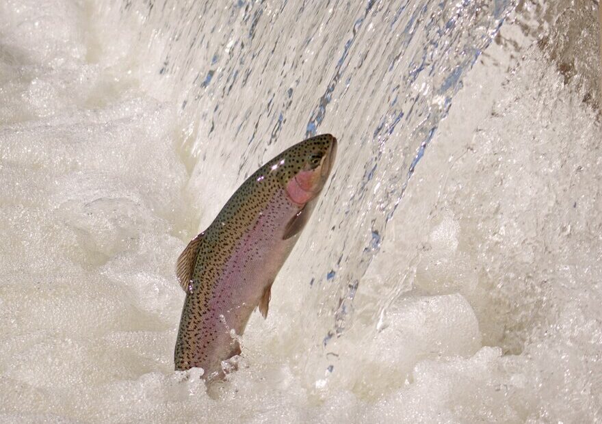 The U.S. Army Corps of Engineers is investigating numerous steelhead deaths on the North Fork of the Clearwater River in Idaho.