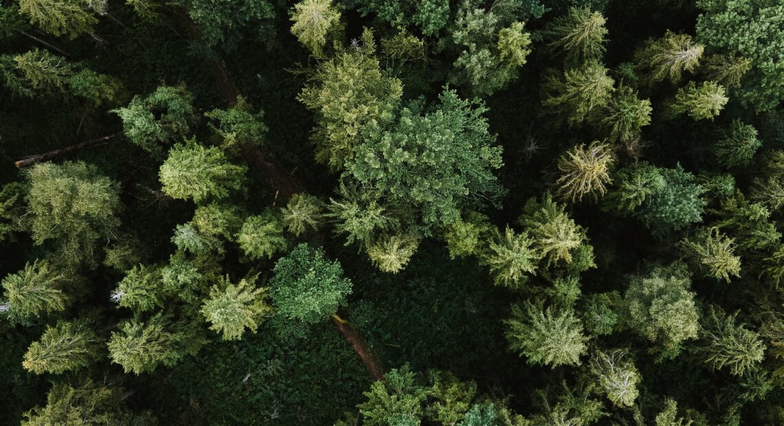 A top down image of a forest.