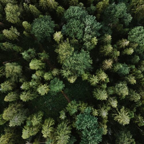 A top down image of a forest.