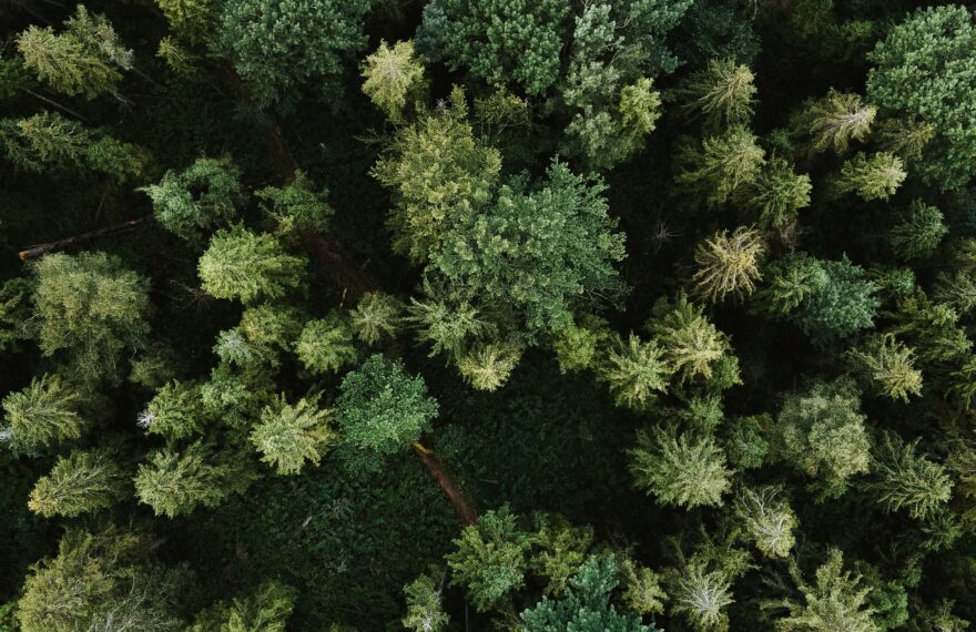 A top down image of a forest.