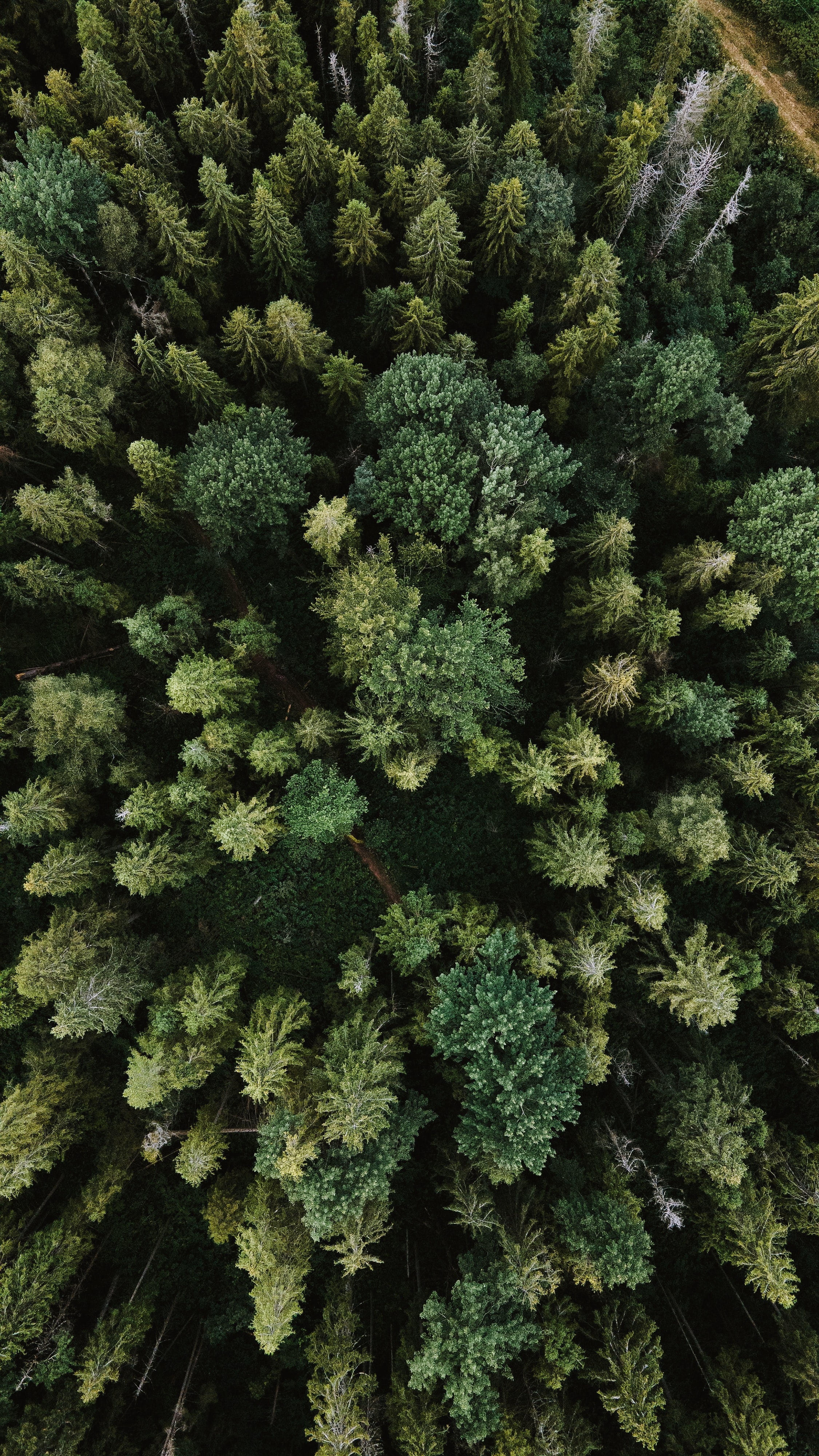 A top down image of a forest.