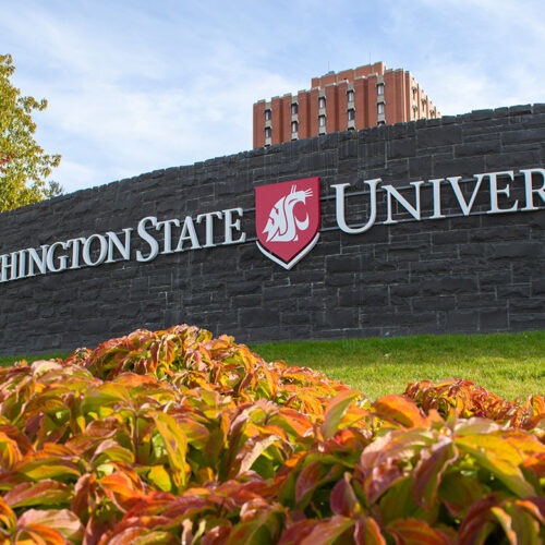 White, roman-style letters spell out "Washington State University" across a short, gray brick wall on the university's Pullman campus. Green and organge leaves are in the foreground, with a brief glimpse of bright green grass between the leaves and the short wall. In the background, a green, leafy tree is visible against a blue sky with light white clouds. In the center of the background, the top of a burnt-red brick and white of a dorm building with rectangular windows is just visible peeking above the wall.